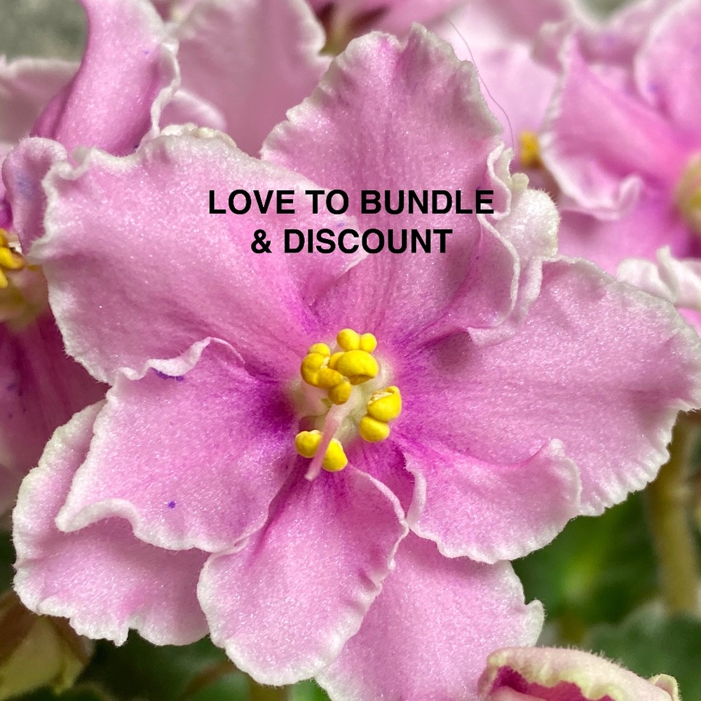 LOVE TO BUNDLE & DISCOUNT for you....